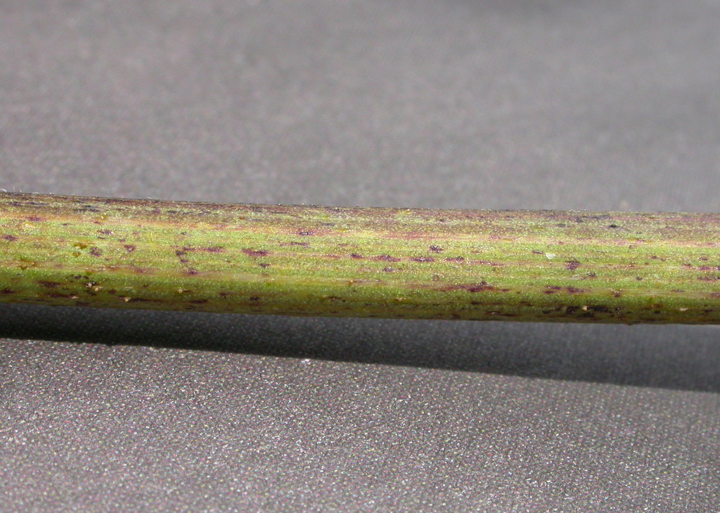 Chaerophyllum aureum (door Peter Meininger)