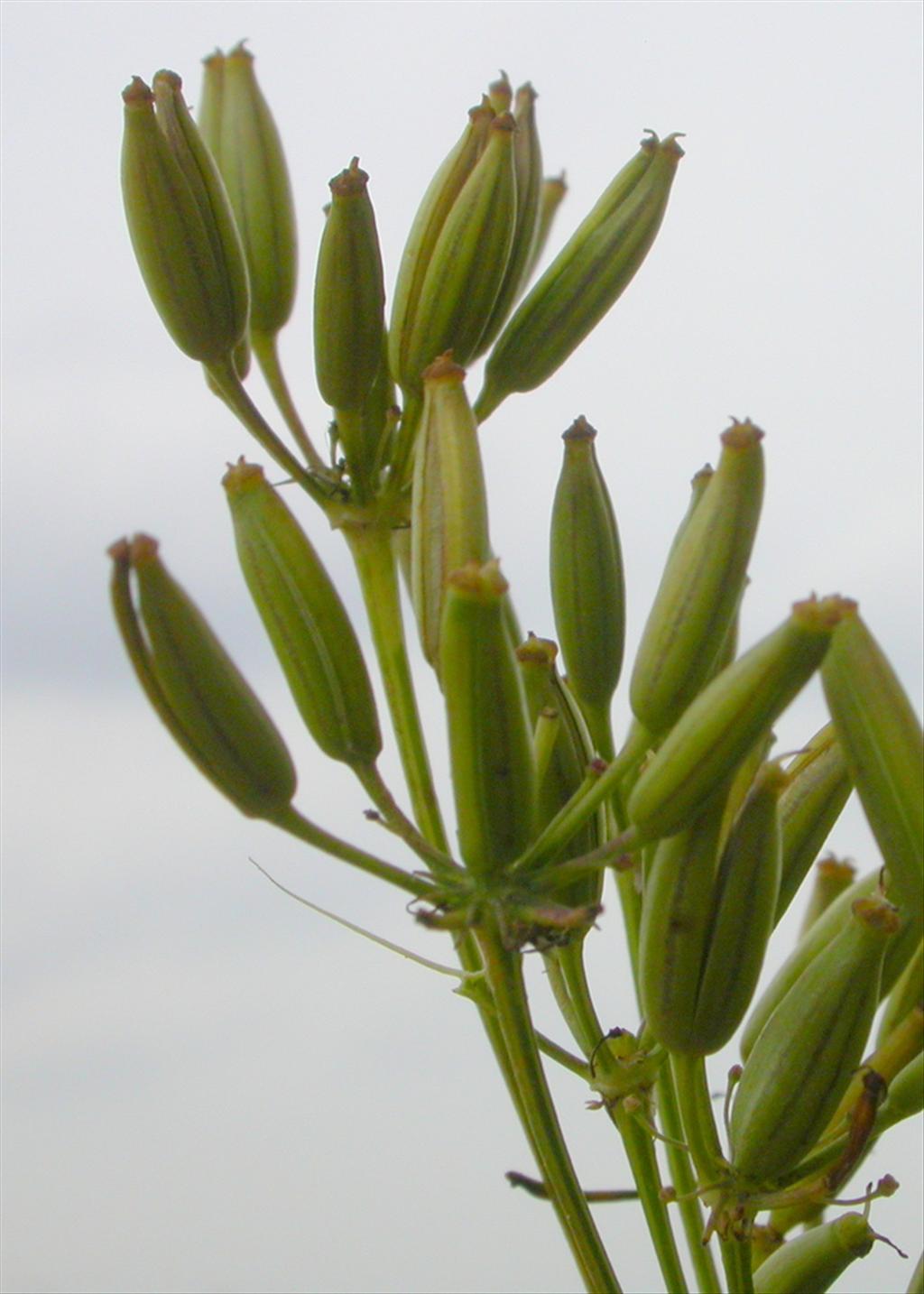 Chaerophyllum aureum (door Peter Meininger)