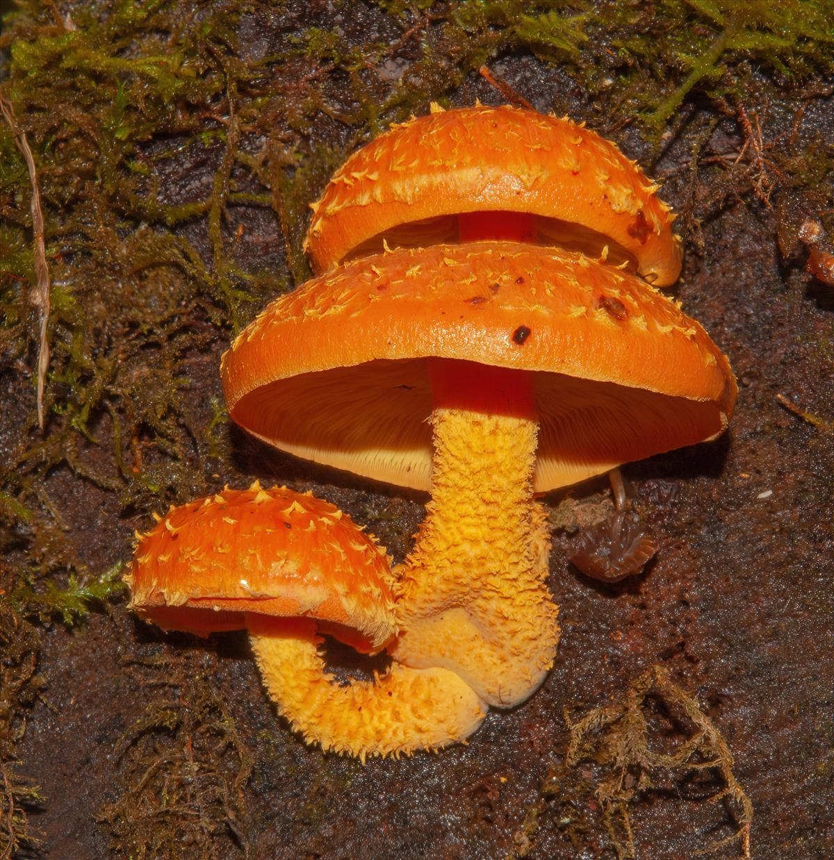 Pholiota flammans (door Evert Ruiter)