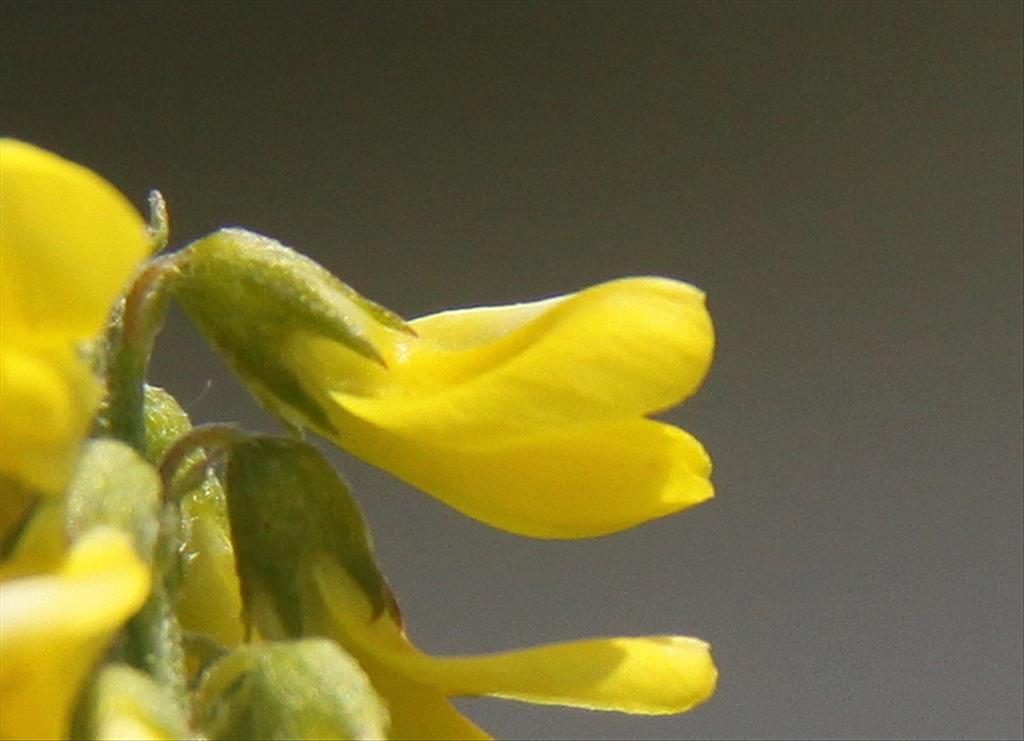 Melilotus altissimus (door Peter Meininger)