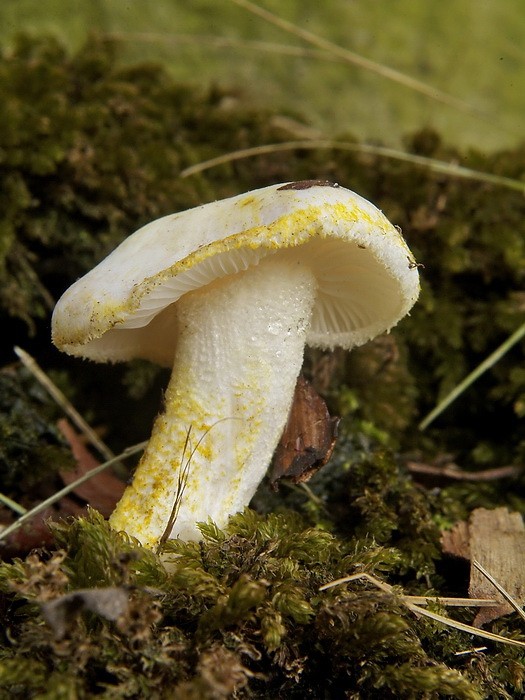 Hygrophorus chrysodon (door Marjon van der Vegte)