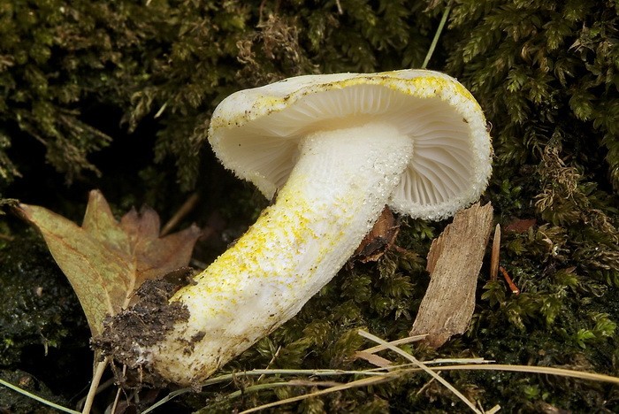 Hygrophorus chrysodon (door Marjon van der Vegte)