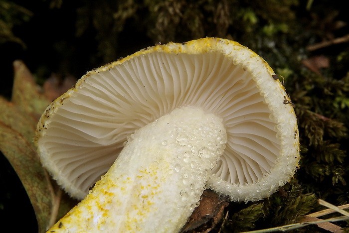 Hygrophorus chrysodon (door Marjon van der Vegte)