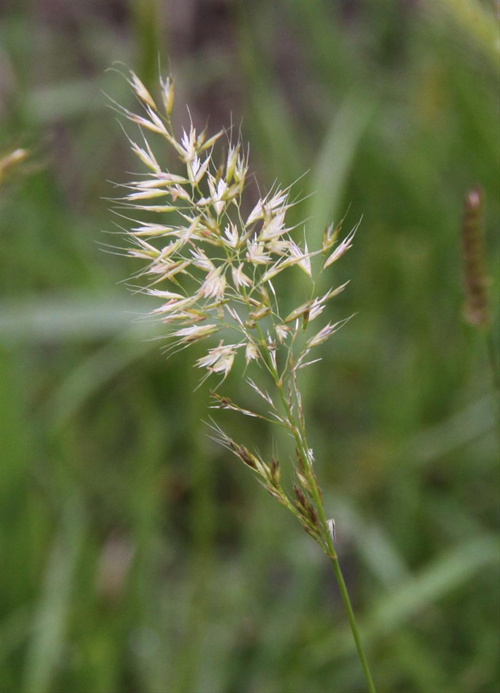 Trisetum flavescens (door Peter Meininger)