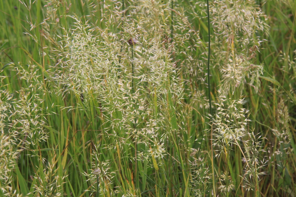 Trisetum flavescens (door Peter Meininger)