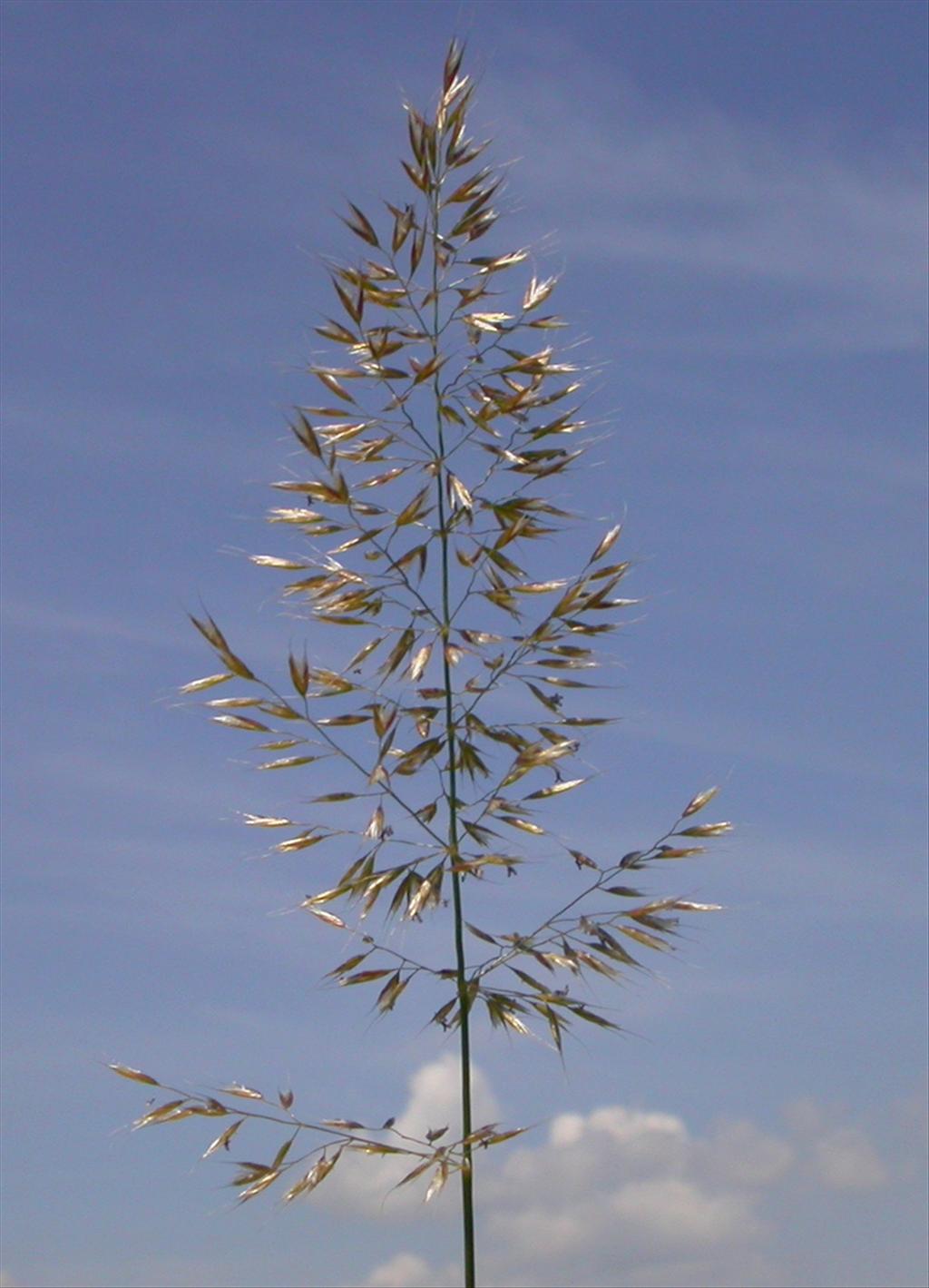 Trisetum flavescens (door Peter Meininger)