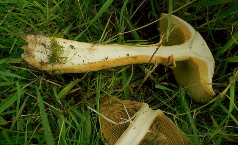 Phaeolepiota aurea (door Jeroen Compagne)