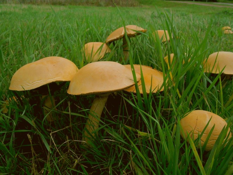 Phaeolepiota aurea (door Jeroen Compagne)