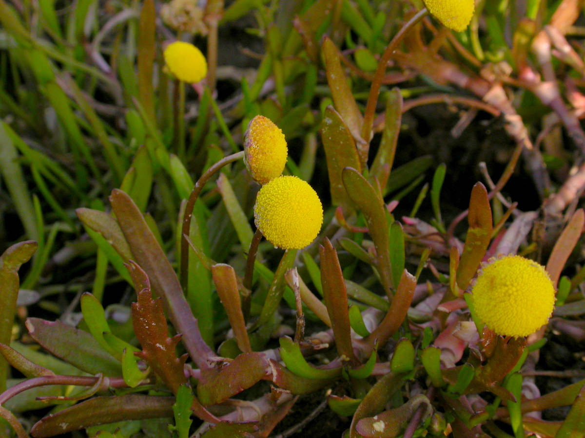 Cotula coronopifolia (door Peter Meininger)