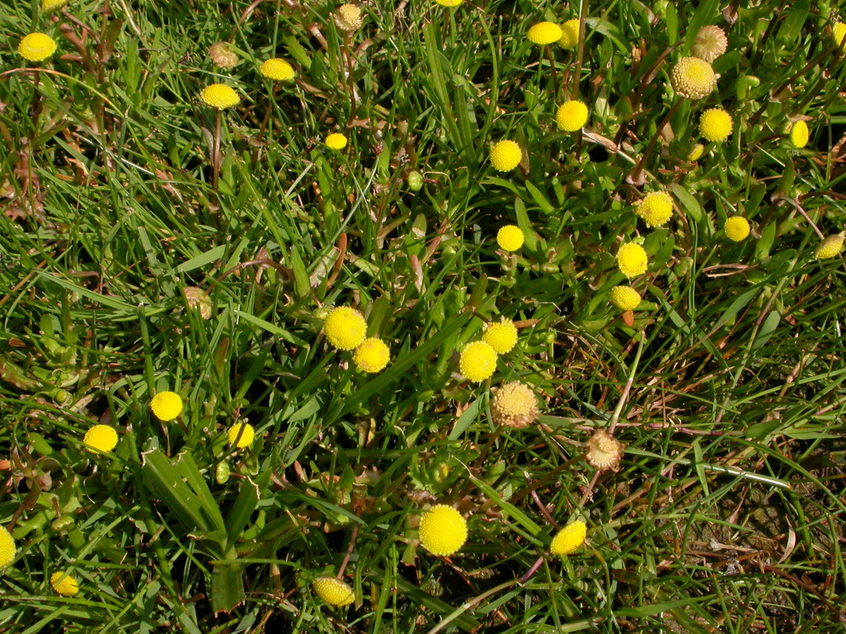 Cotula coronopifolia (door Peter Meininger)