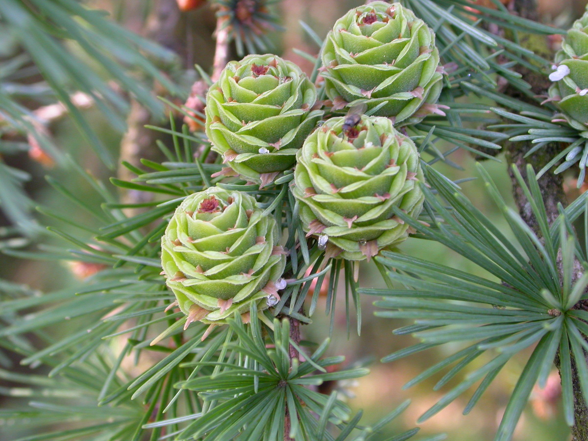 Larix kaempferi (door Peter Meininger)