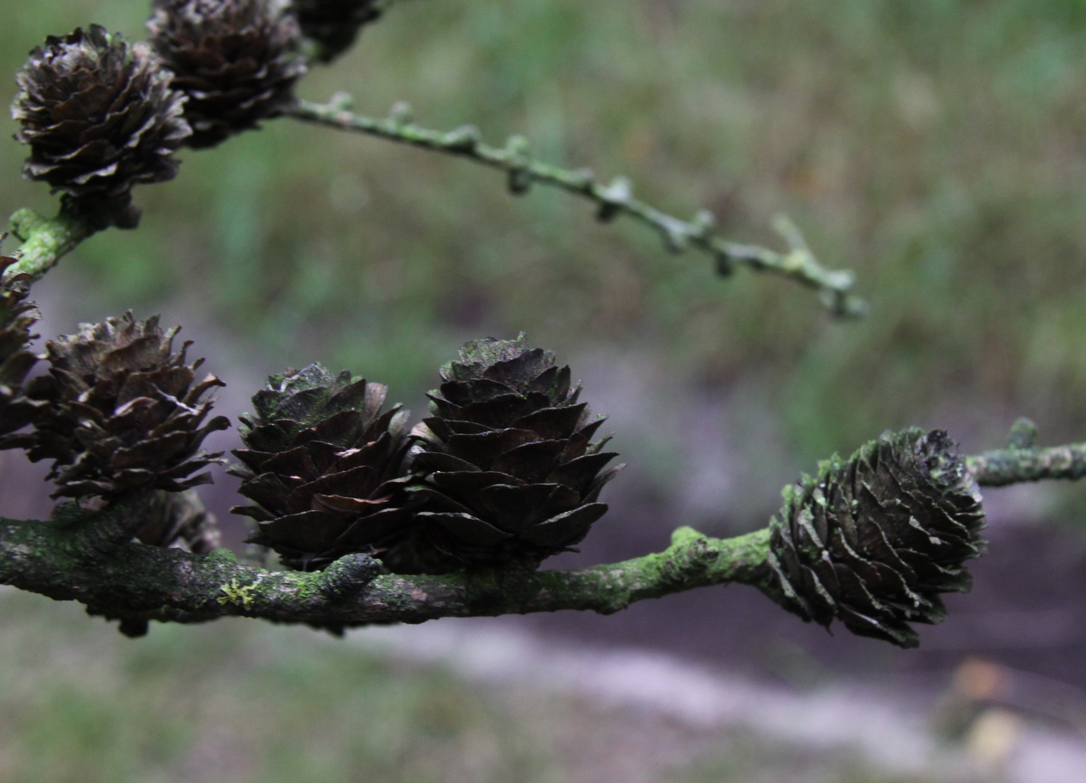 Larix kaempferi (door Peter Meininger)