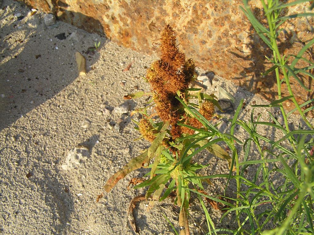 Rumex maritimus (door Frank van Gessele)