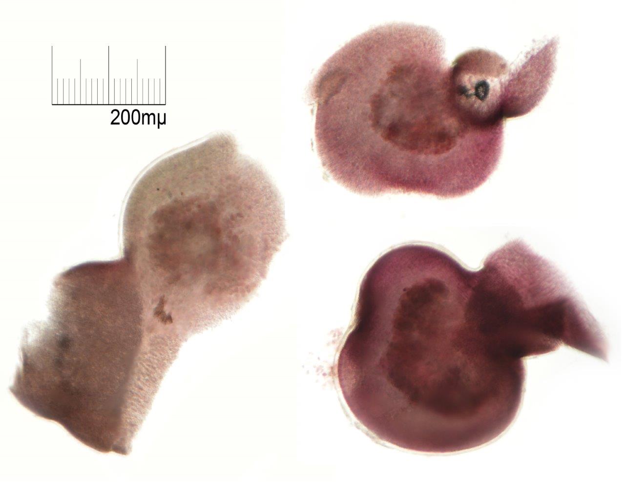 Agarophyton vermiculophylla (door Mart Karremans)