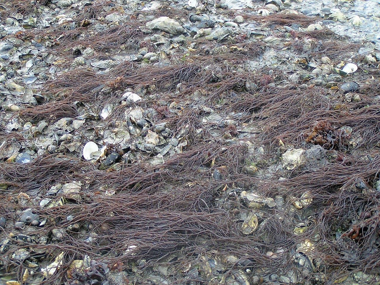 Agarophyton vermiculophylla (door Mart Karremans)