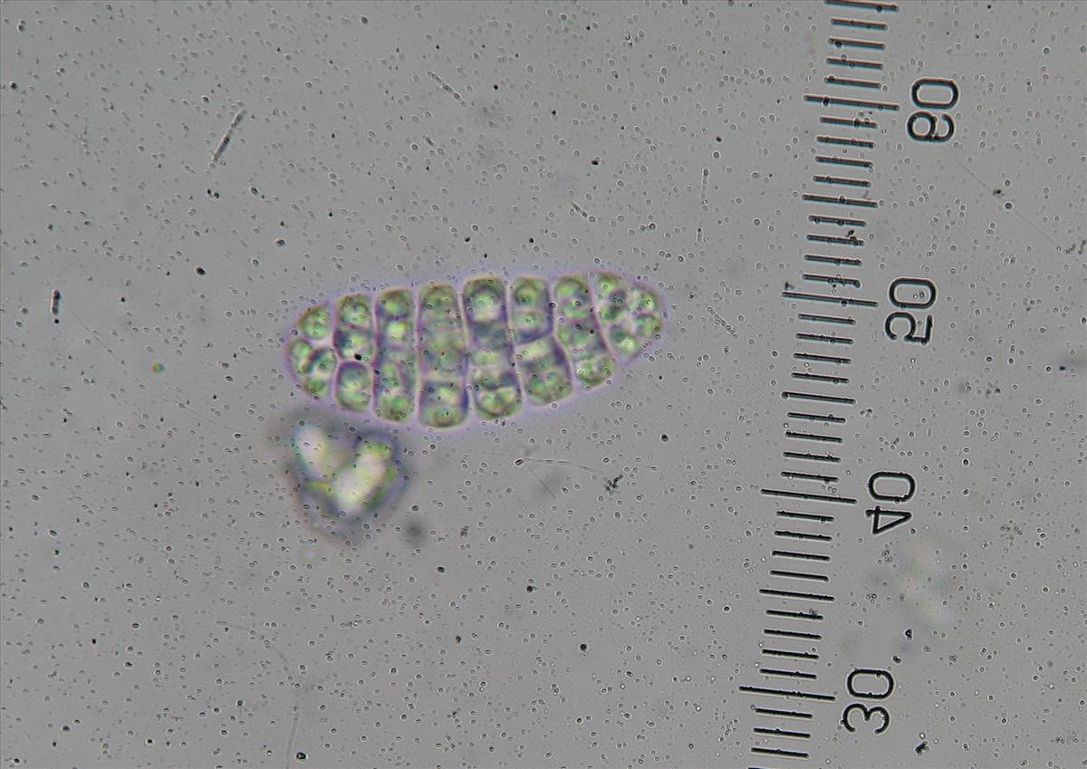 Graphis inustuloides (door Arno van der Pluijm)