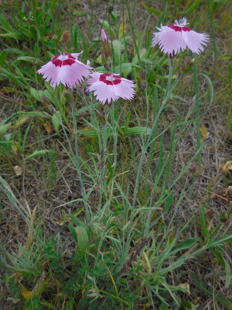 Dianthus plumarius (door Saxifraga | Ed Stikvoort)