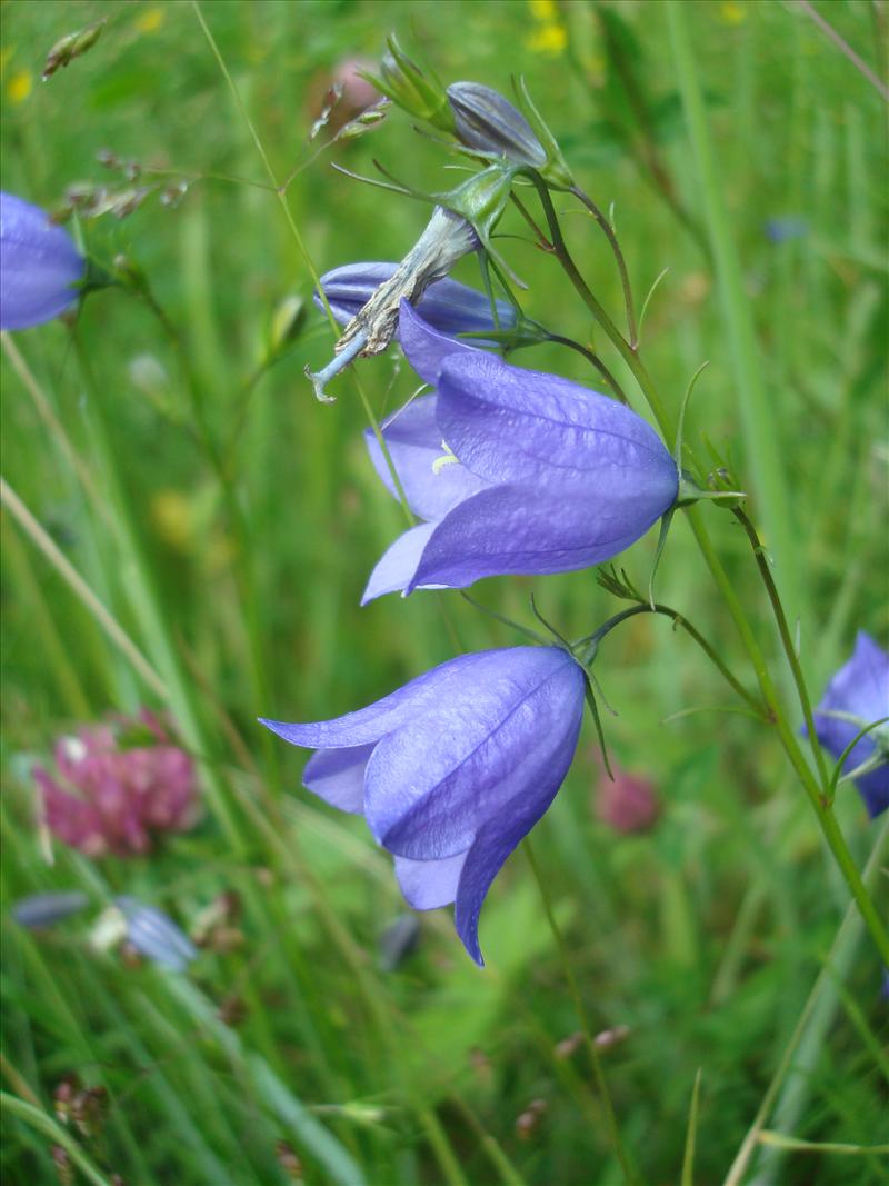 Campanula rotundifolia (door Michael Inden)