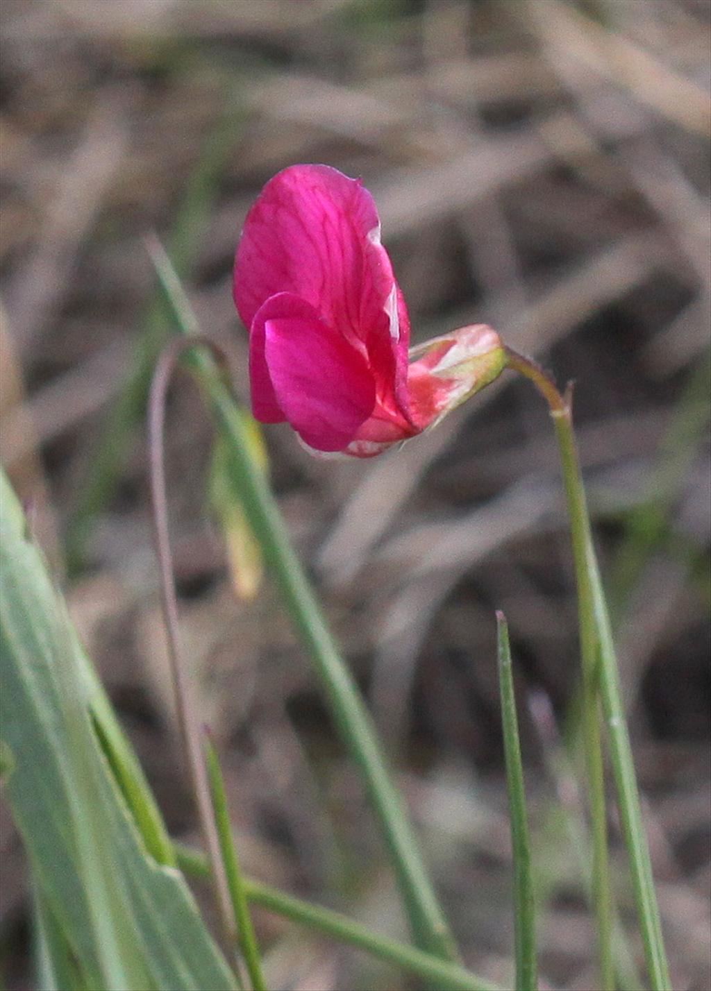 Lathyrus nissolia (door Peter Meininger)