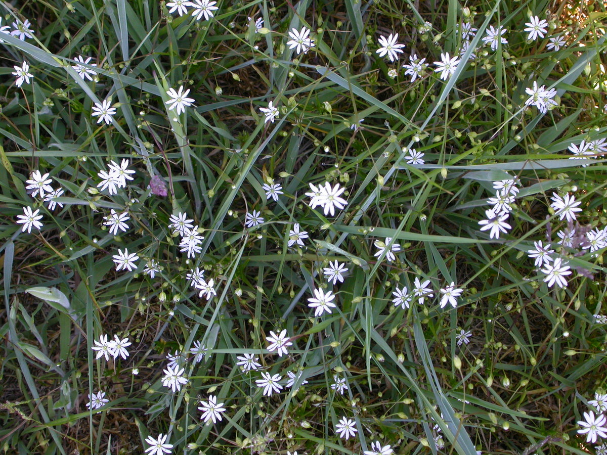 Stellaria graminea (door Peter Meininger)