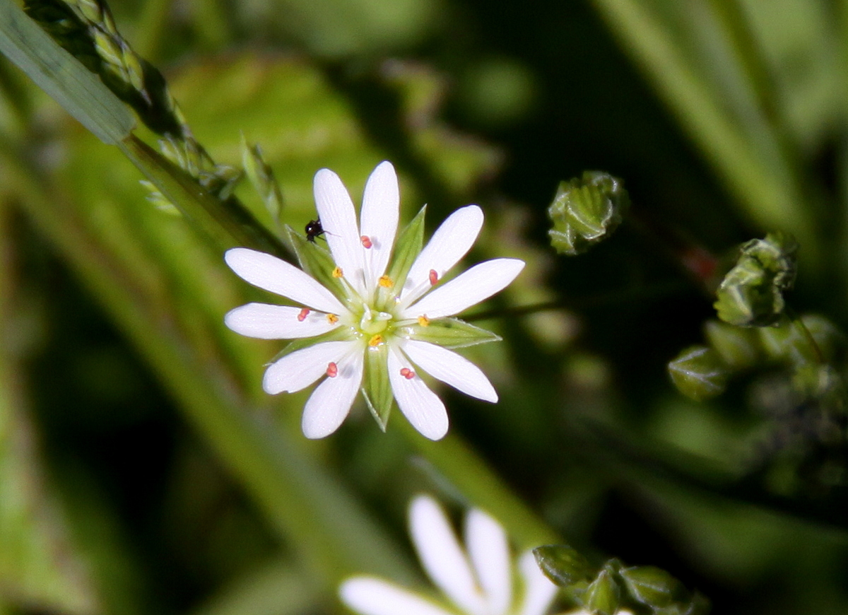 Stellaria graminea (door Peter Meininger)