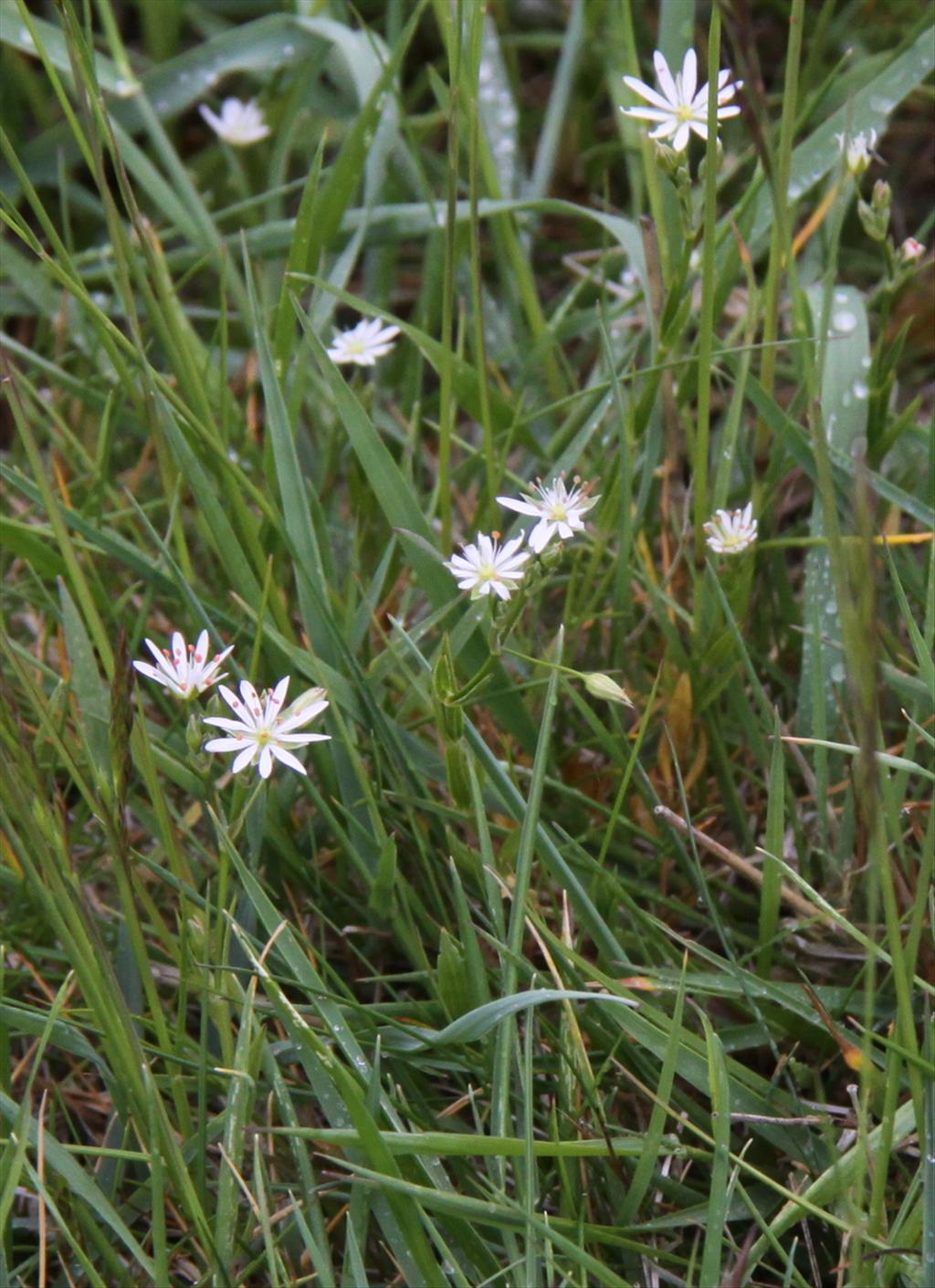 Stellaria graminea (door Peter Meininger)