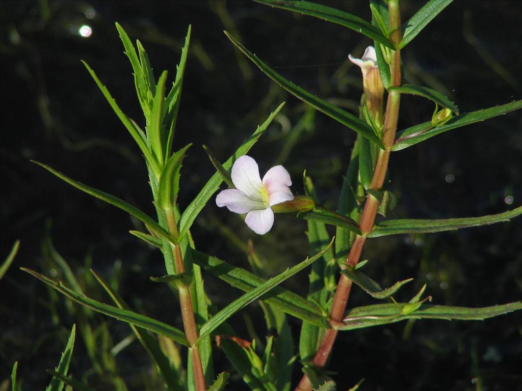 Gratiola officinalis (door Pieter Stolwijk)