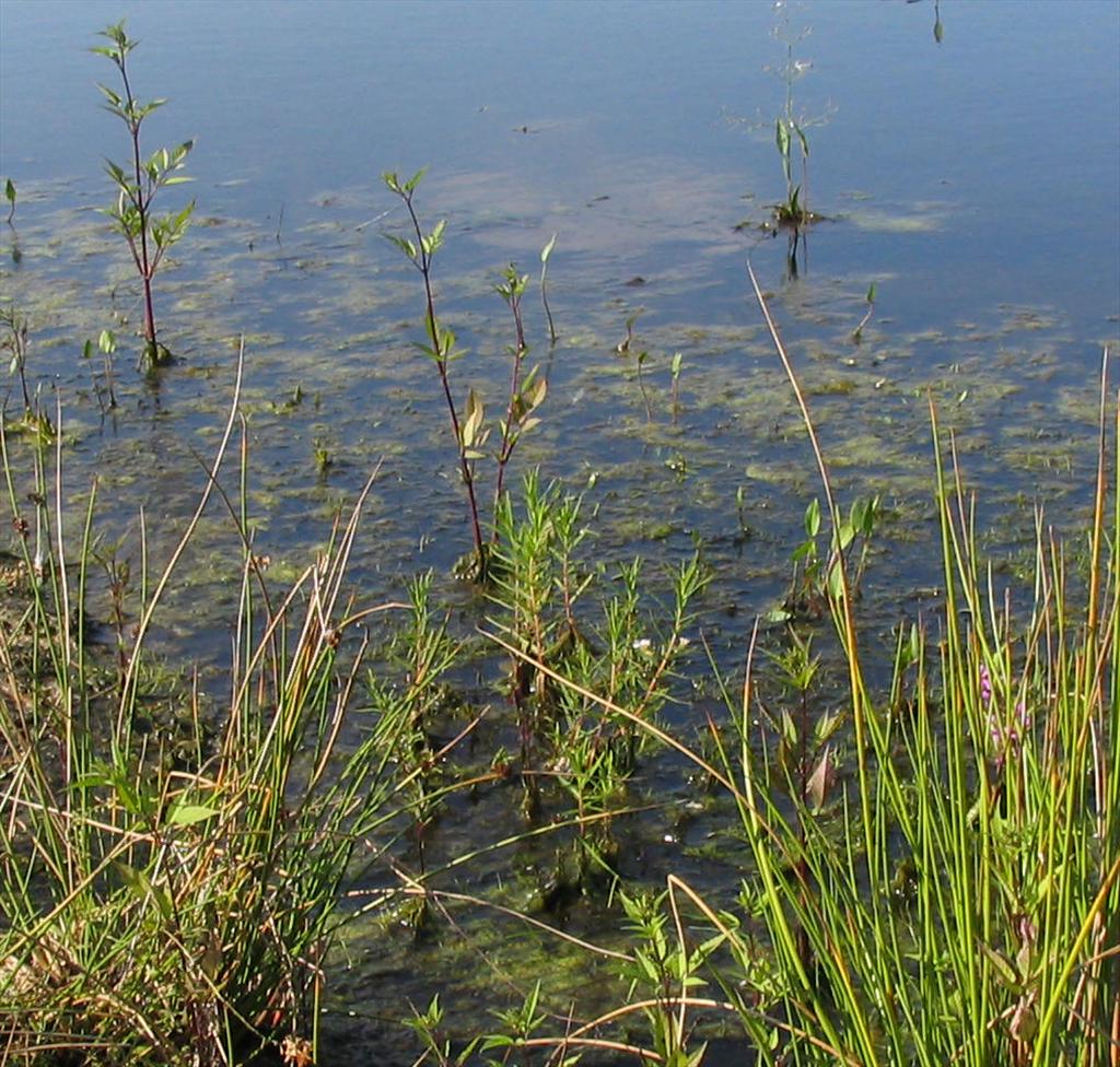 Gratiola officinalis (door Pieter Stolwijk)