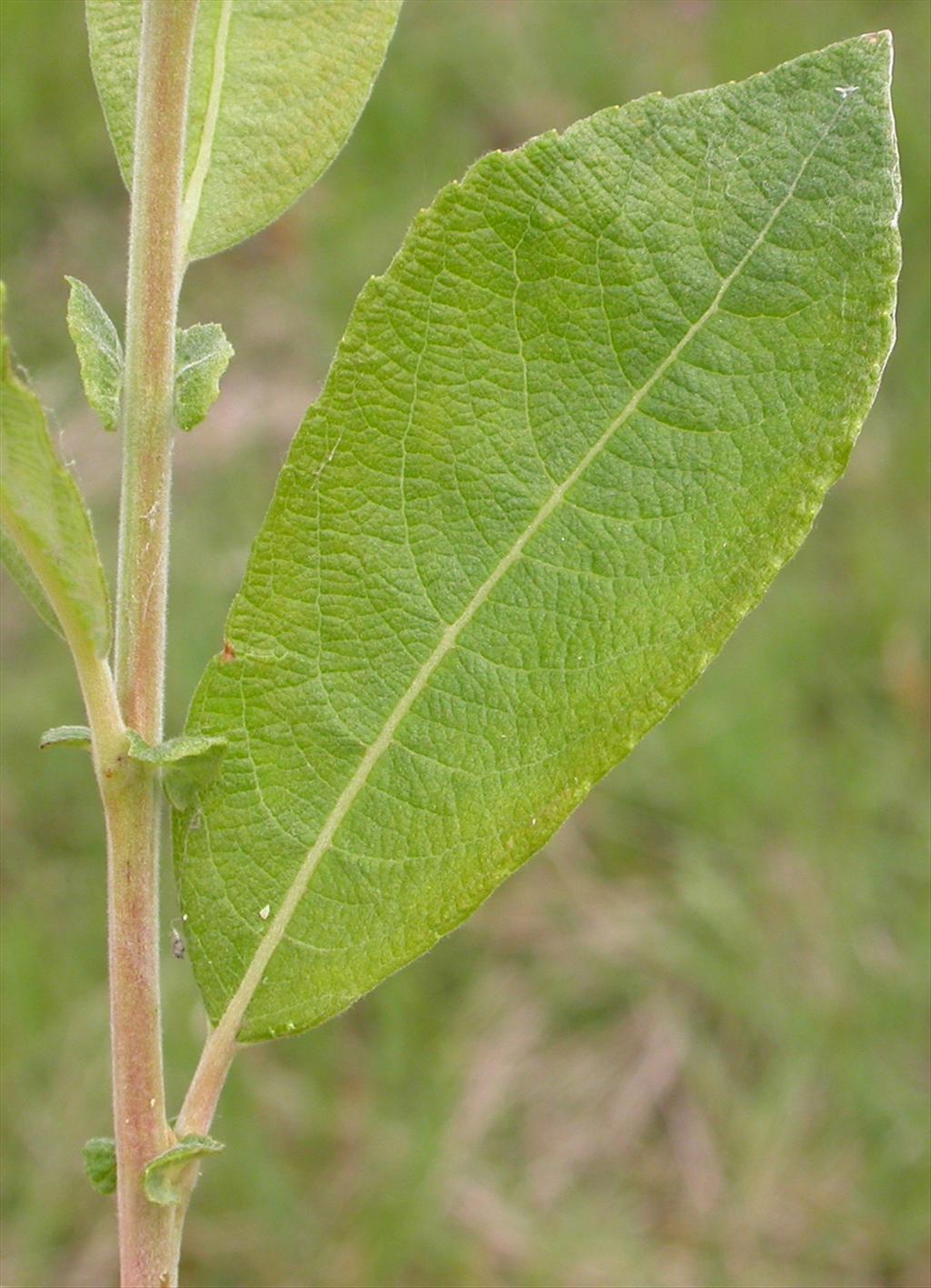 Salix cinerea subsp. cinerea (door Peter Meininger)