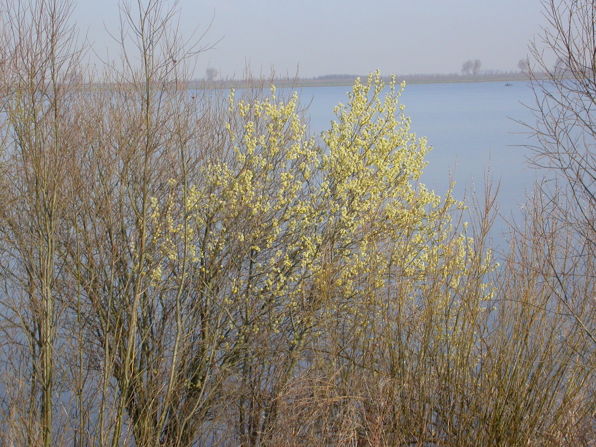 Salix cinerea subsp. cinerea (door Peter Meininger)