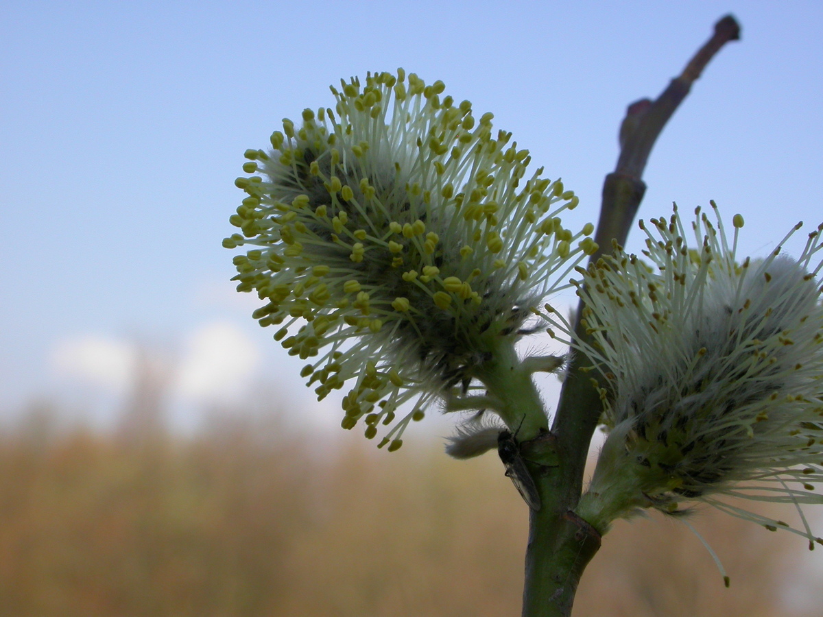 Salix cinerea subsp. cinerea (door Peter Meininger)