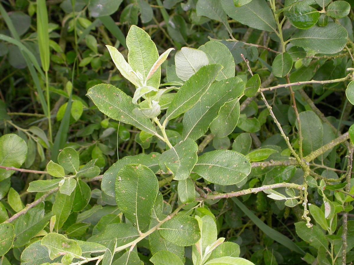 Salix cinerea subsp. cinerea (door Peter Meininger)