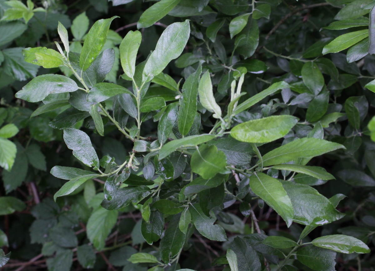 Salix x reichardtii (door Peter Meininger)