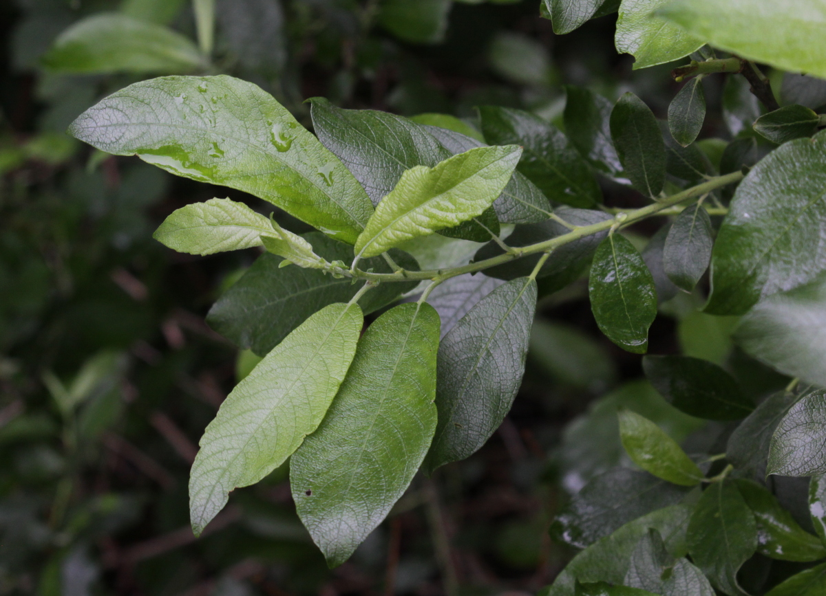 Salix x reichardtii (door Peter Meininger)