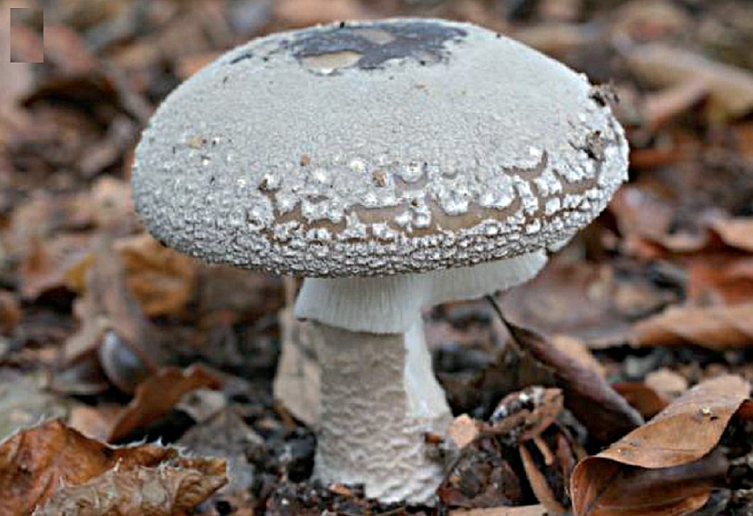 Amanita excelsa (door Melchior van Tweel)