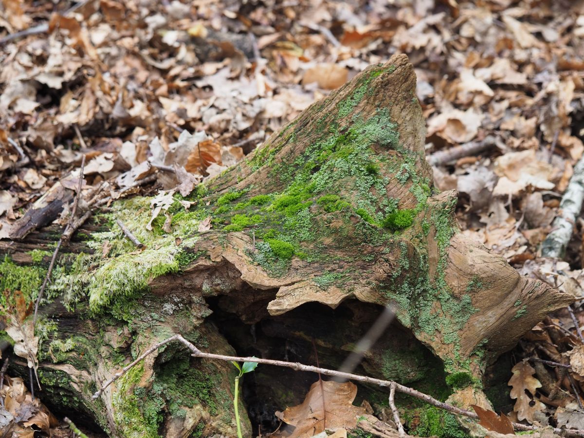 Cladonia caespiticia (door Joris Bolder)