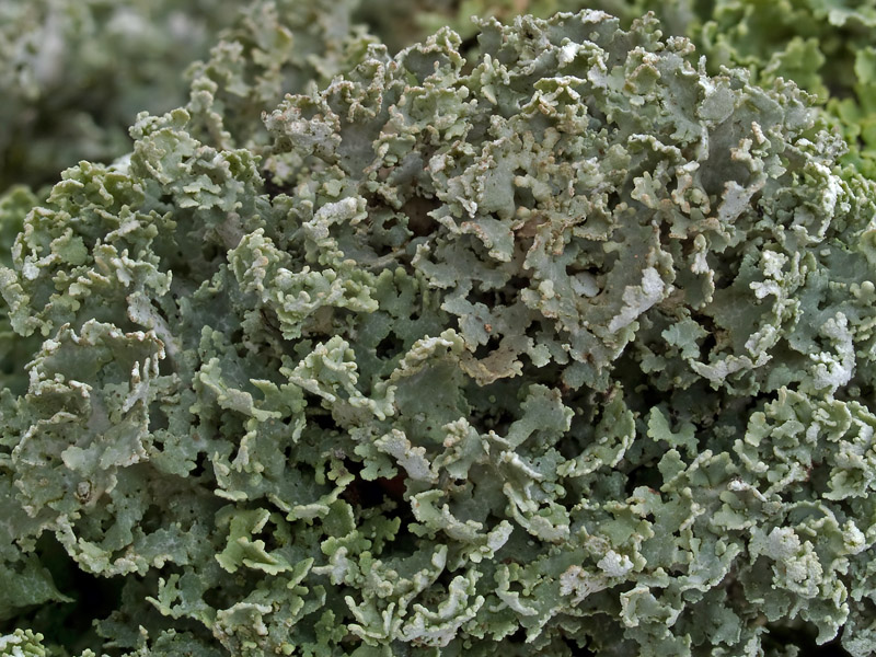 Cladonia caespiticia (door Bart Horvers)