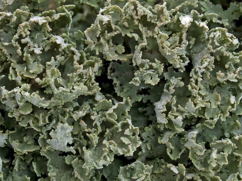 Cladonia caespiticia (door Bart Horvers)