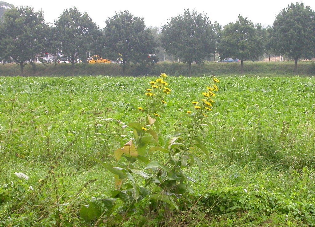 Inula helenium (door Peter Meininger)