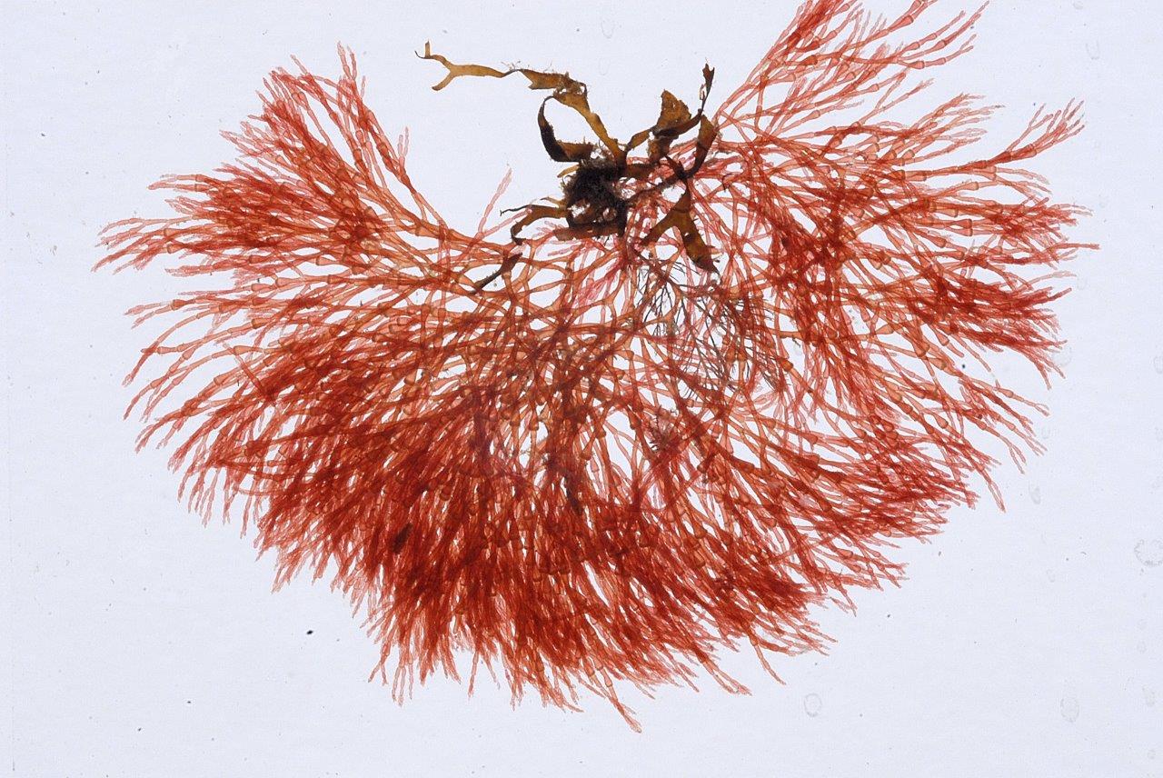 Griffithsia corallinoides (door Mart Karremans)