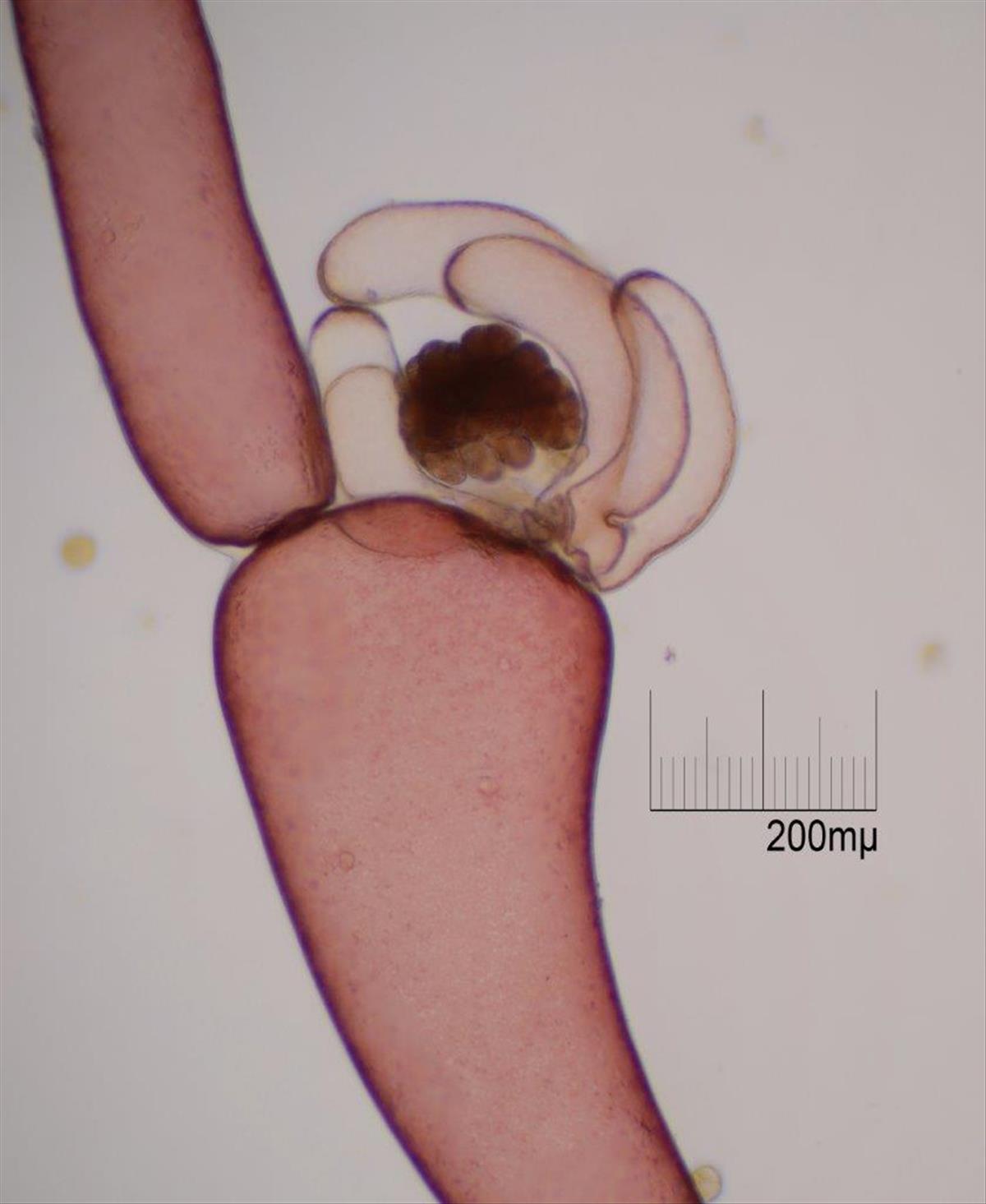 Griffithsia devoniensis (door Mart Karremans)