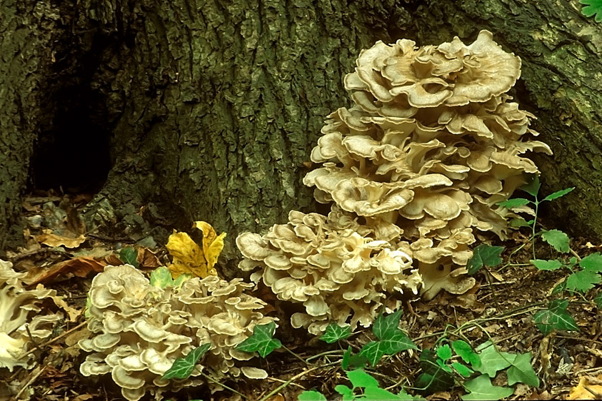 Grifola frondosa (door Henk Huijser)