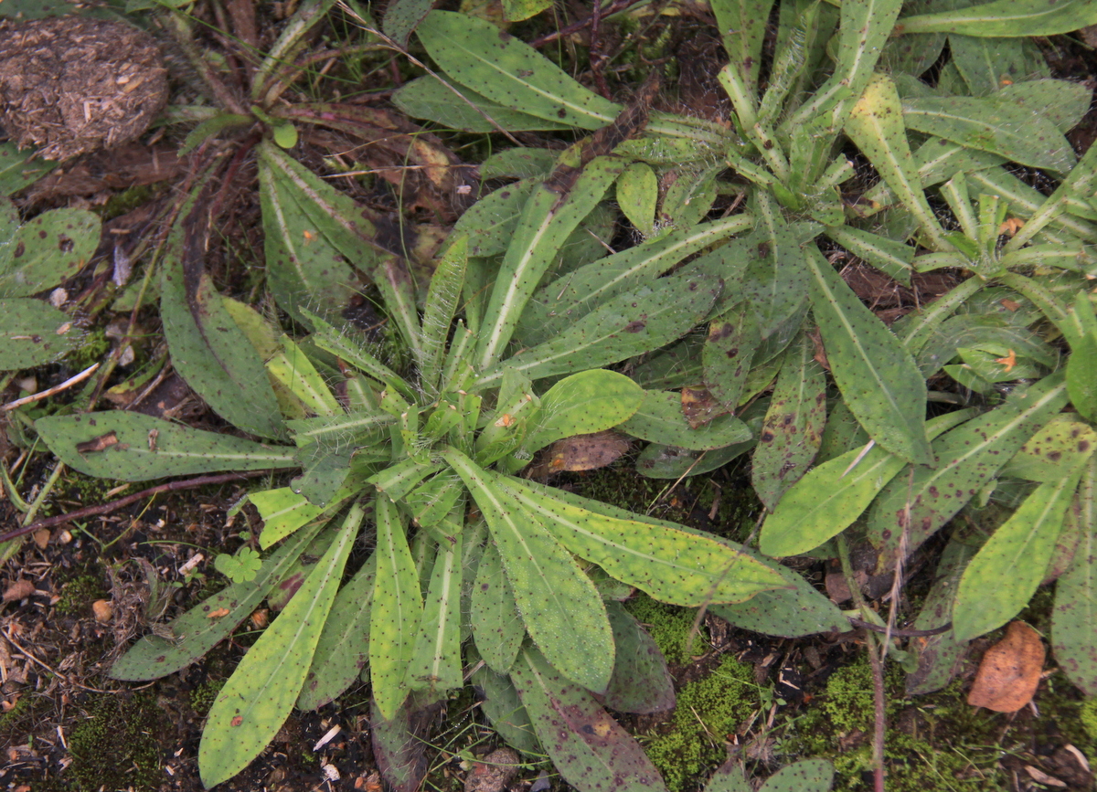 Pilosella piloselloides (door Peter Meininger)