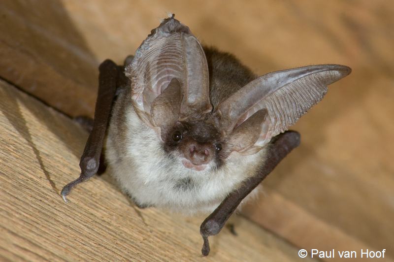 Plecotus austriacus (door Paul van Hoof)