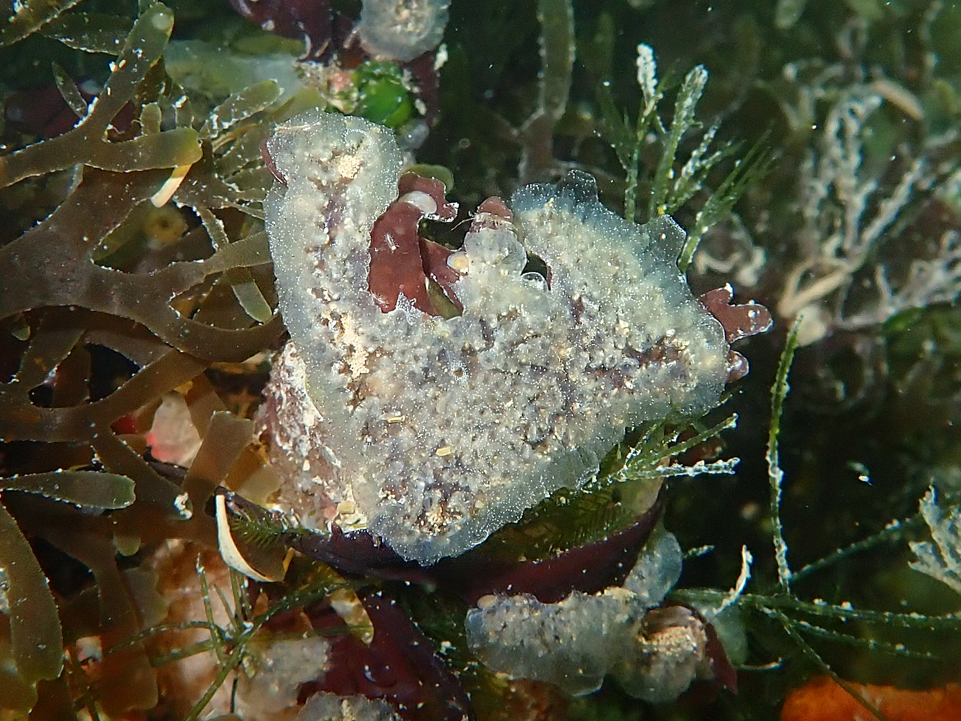 Diplosoma listerianum (door Adriaan Gmelig Meyling)