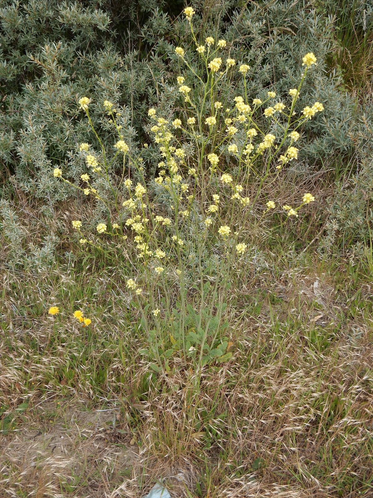 Hirschfeldia incana (door Peter Meininger)