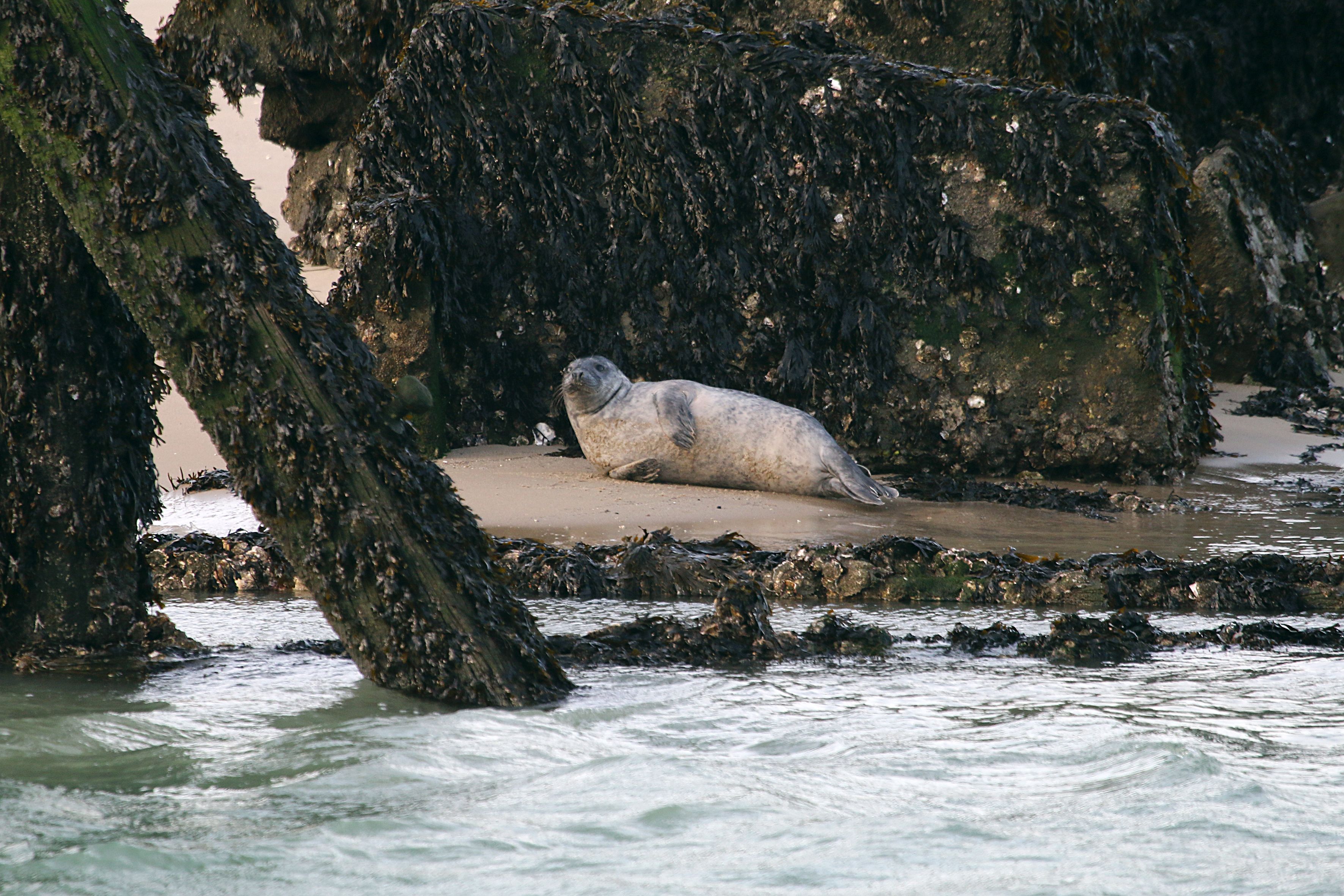 Halichoerus grypus (door Ronald van Jeveren)