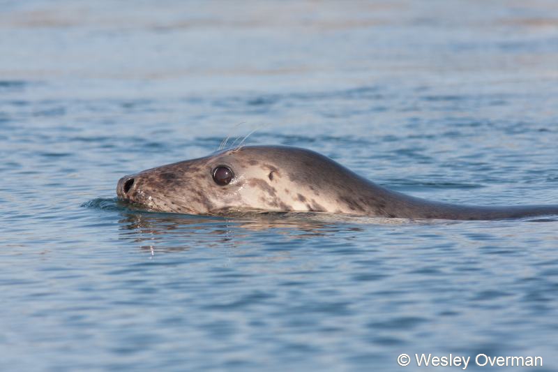 Halichoerus grypus (door Wesley Overman)