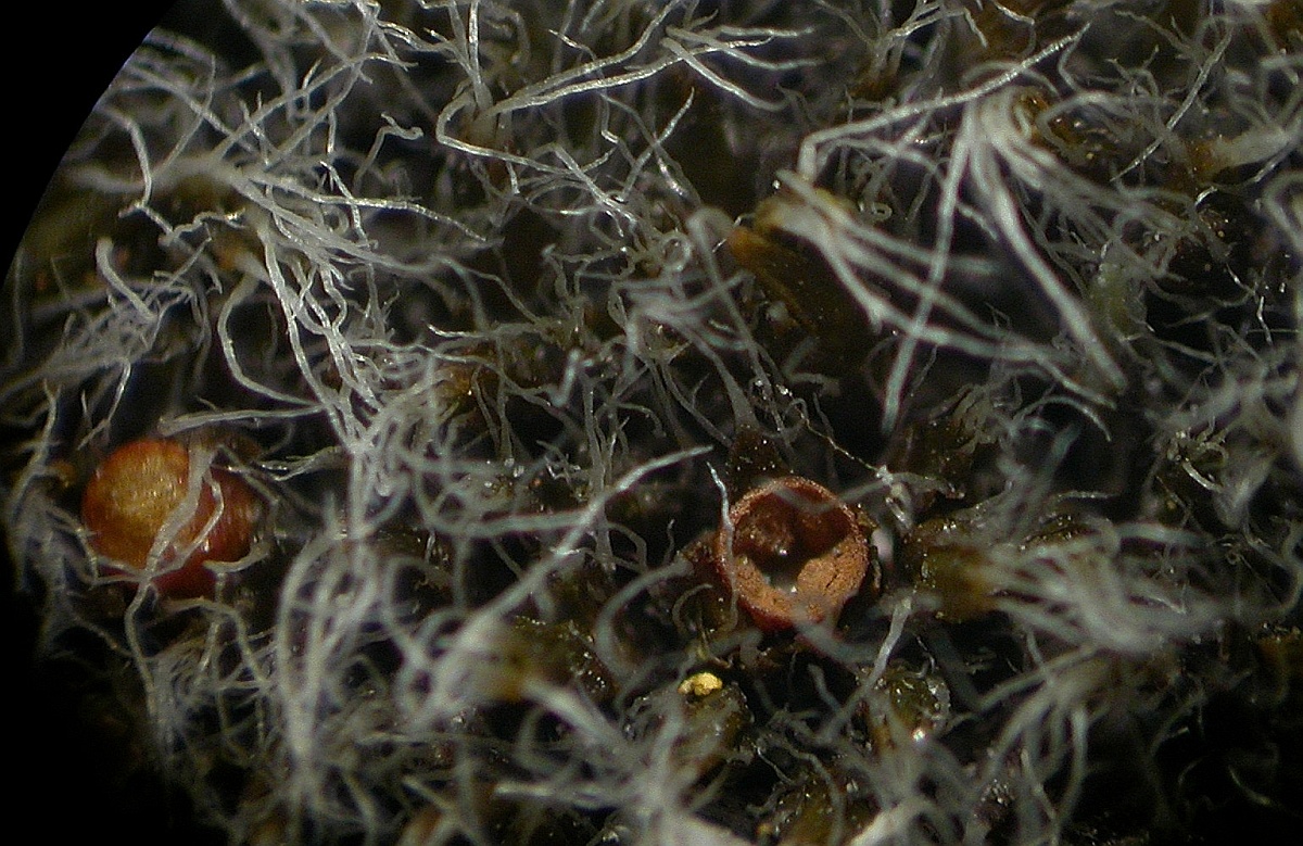 Grimmia anodon (door Henk Greven)