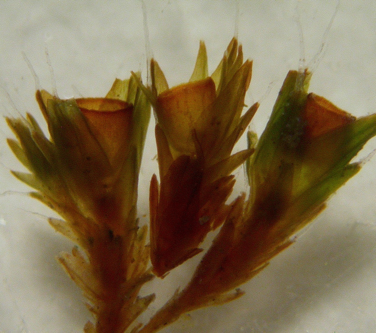 Grimmia anodon (door Henk Greven)